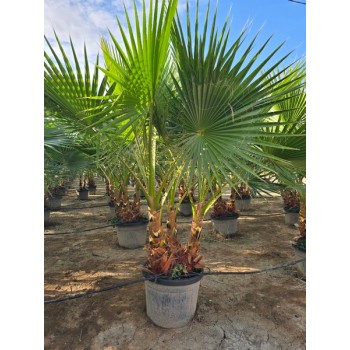 Washingtonia Robusta Multi Tronco 55 lt -5º/-8º